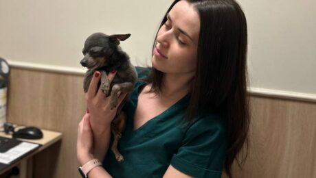 Видалення зубів у собак. Коли треба робити? Видалення зубів у собак. Коли треба робити?