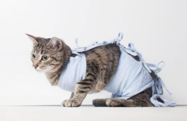 Стерилізація. Як підготувати тваринку до операції?