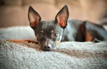 Хвороби той-тер’єра. Як їм запобігти?