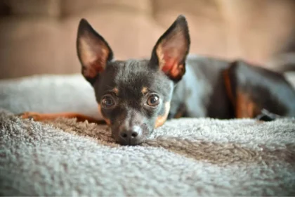 Хвороби той-тер’єра. Як їм запобігти?