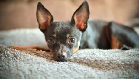 Хвороби той-тер’єра. Як їм запобігти? Хвороби той-тер’єра. Як їм запобігти?