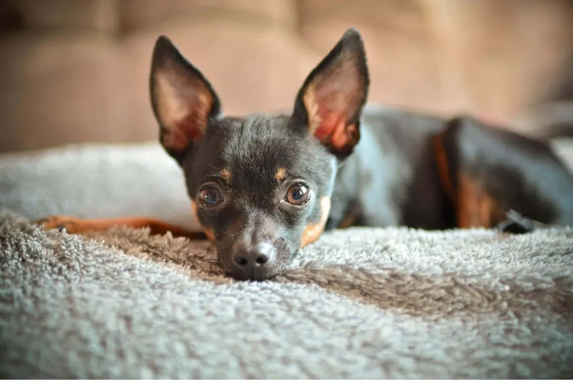 Хвороби той-тер’єра. Як їм запобігти?