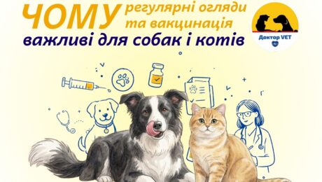 Чому регулярні огляди та вакцинація важливі для собак і котів? Чому регулярні огляди та вакцинація важливі для собак і котів?