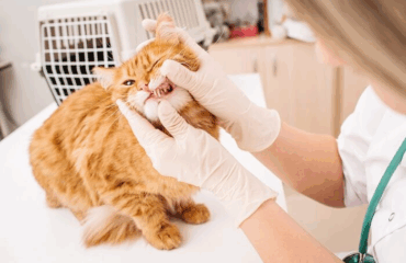 Гінгівіт у котів