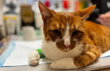 Видалення пухлин у котів