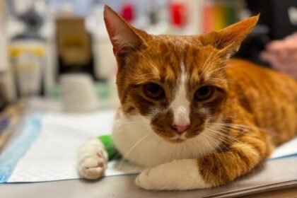 Видалення пухлин у котів