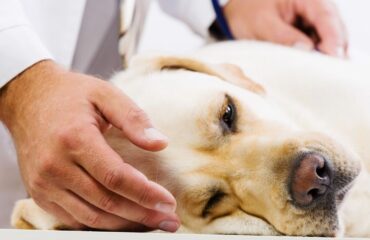 Новоутворення у собак. 3 кроки до операції Новоутворення у собак. 3 кроки до операції