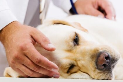 Новоутворення у собак. 3 кроки до операції