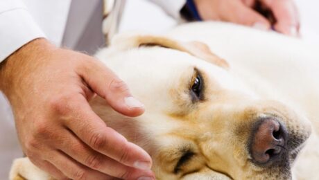 Новоутворення у собак. 3 кроки до операції Новоутворення у собак. 3 кроки до операції