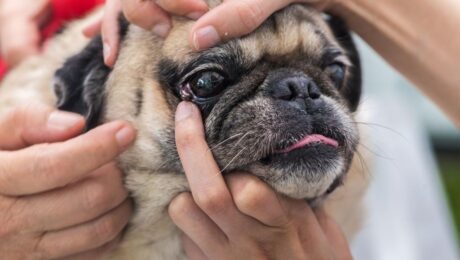 Породи собак, що схильні до захворювань очей Породи собак, що схильні до захворювань очей