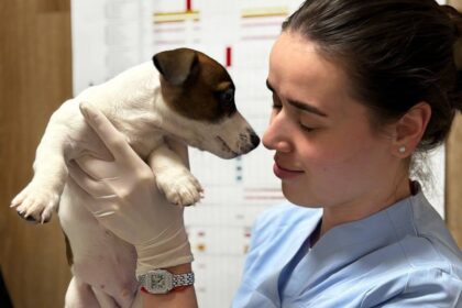 УЗ чищення зубів у собак і котів. Як зрозуміти, що воно якісне?