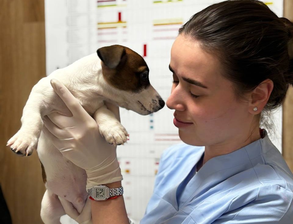 УЗ чищення зубів у собак і котів. Як зрозуміти, що воно якісне?