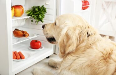 Які продукти провокують розлад травлення  у собак?