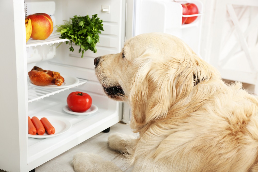 Які продукти провокують розлад травлення  у собак?