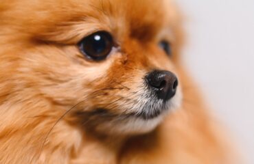 Паразити у собак. Діагностика та лікування Паразити у собак. Діагностика та лікування