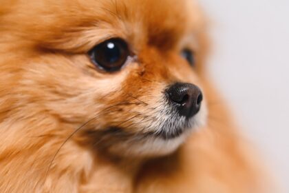 Паразити у собак. Діагностика та лікування