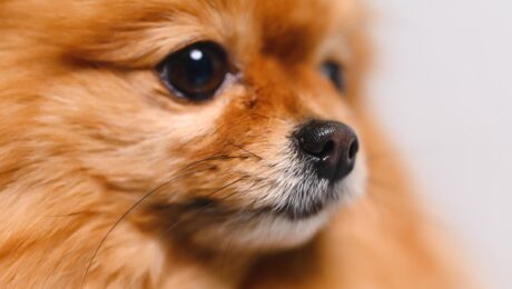 Паразити у собак. Діагностика та лікування Паразити у собак. Діагностика та лікування