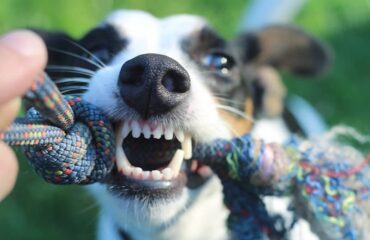 Гнійний пародонтит у тварин. Як не допустити? Гнійний пародонтит у тварин. Як не допустити?