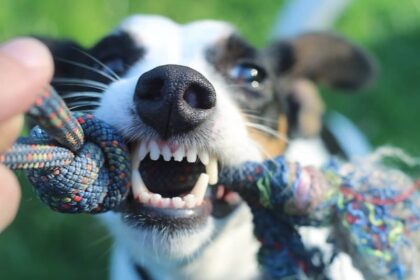 Гнійний пародонтит у тварин. Як не допустити?