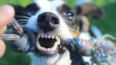 Гнійний пародонтит у тварин. Як не допустити? Гнійний пародонтит у тварин. Як не допустити?