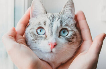 Висипи у котів