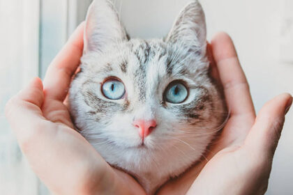 Висипи у котів