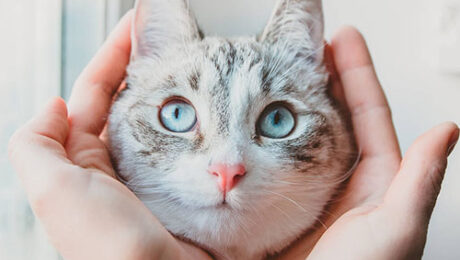 Висипи у котів Висипи у котів