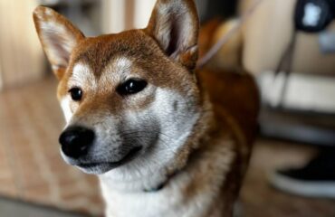 Як проходить огляд тварини офтальмологом?