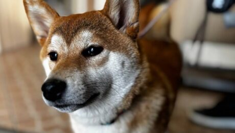 Як проходить огляд тварини офтальмологом?