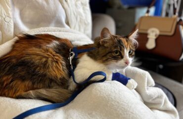 Найчастіше причина звернення до ветеринара – блювання у тварини