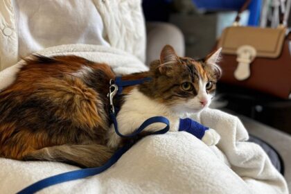 Найчастіше причина звернення до ветеринара – блювання у тварини