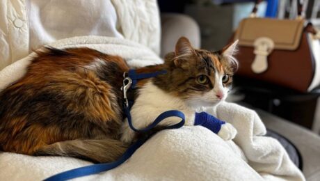 Найчастіше причина звернення до ветеринара – блювання у тварини