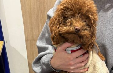 Акне у собаки