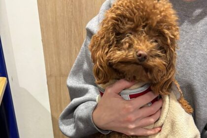 Акне у собаки