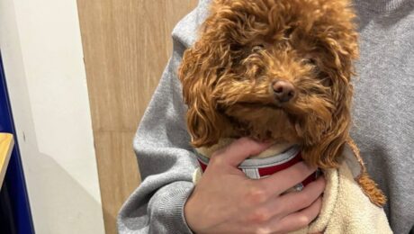 Акне у собаки