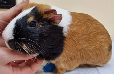 Морські свинки. Часті захворювання