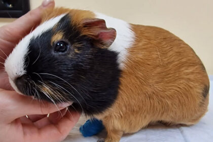 Морські свинки. Часті захворювання