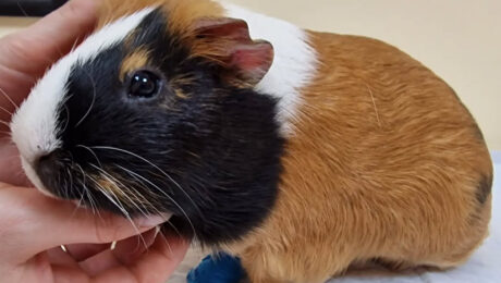 Морські свинки. Часті захворювання