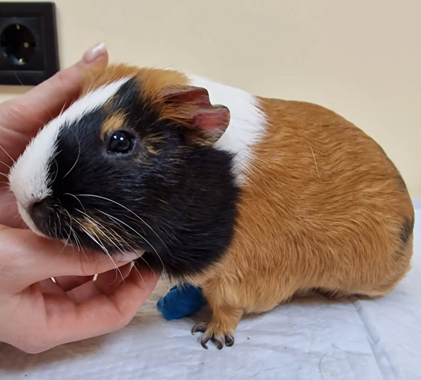 Морські свинки. Часті захворювання