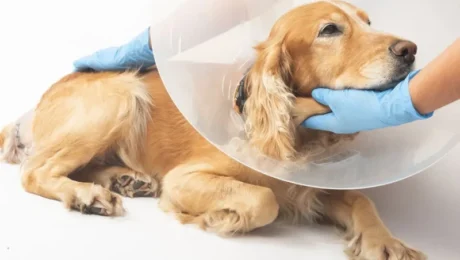 Топ 3 питання про стерилізацію у власників