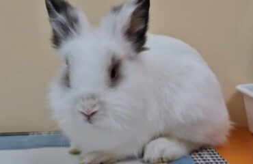 Отит у кроликів