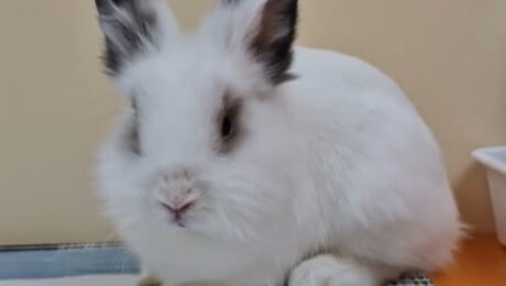 Отит у кроликів