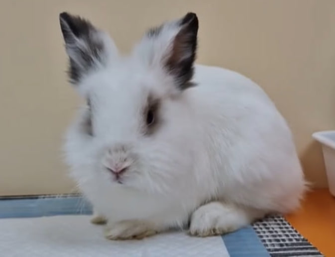 Отит у кроликів