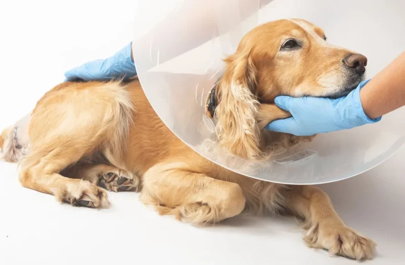 Топ 3 питання про стерилізацію у власників