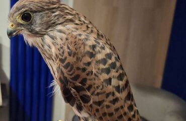 Птахи. Кого ми лікуємо?