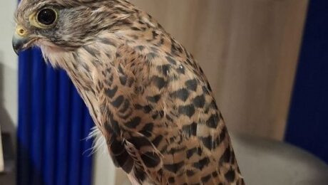 Птахи. Кого ми лікуємо?