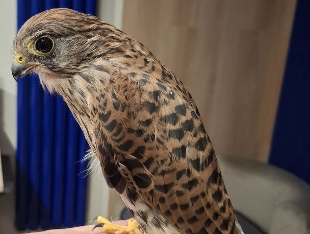 Птахи. Кого ми лікуємо?