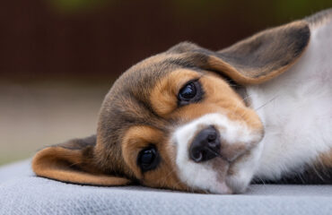 Види висипань на шкірі у собак Види висипань на шкірі у собак