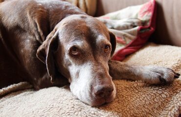 Блювота піною у собак. Причини Блювота піною у собак. Причини