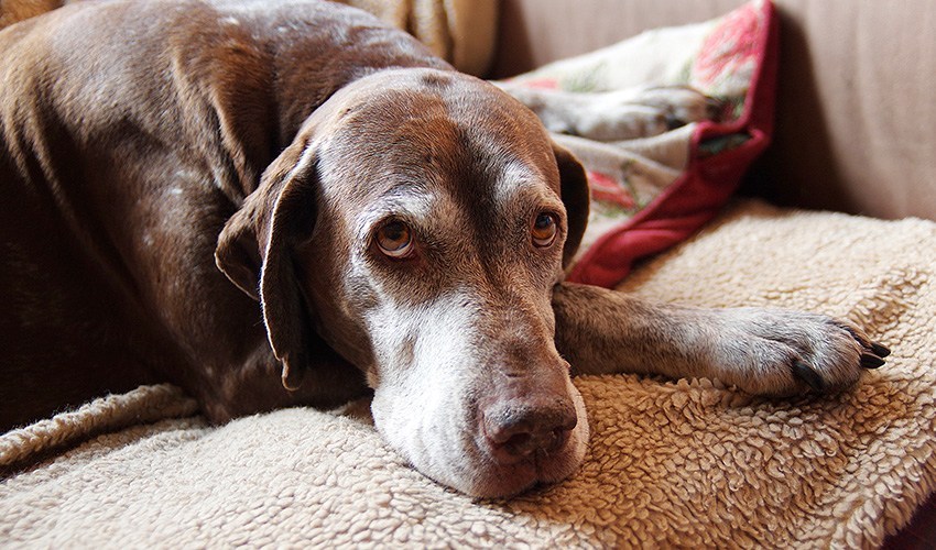 Блювота піною у собак. Причини